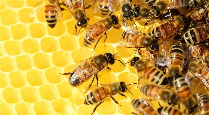 Что будет, если есть мед каждый день? 7 главных эффектов