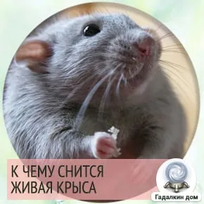 Сонник: живая крыса