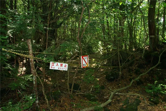 Лес организованных самоубийц в Японии