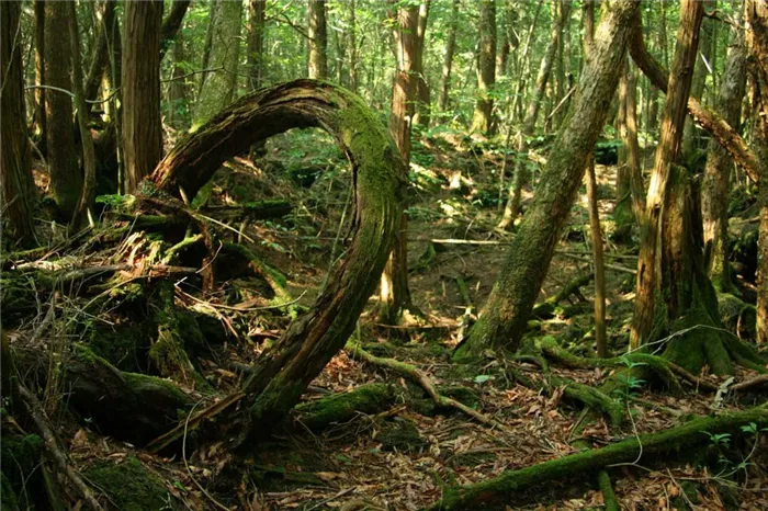 Лес организованных самоубийц в Японии
