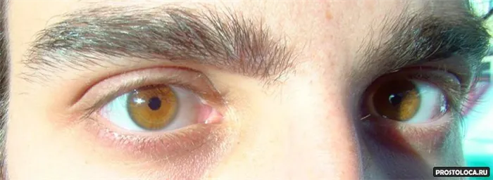 янтарные глаза