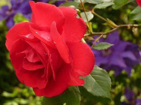 Красные розы очень сложно выбирать по описаниям и даже по фотографиям