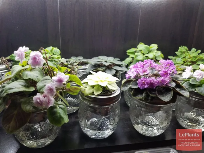 автоматический фитильный полив комнатных растений