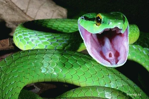 К чему снится что укусила змея во сне?