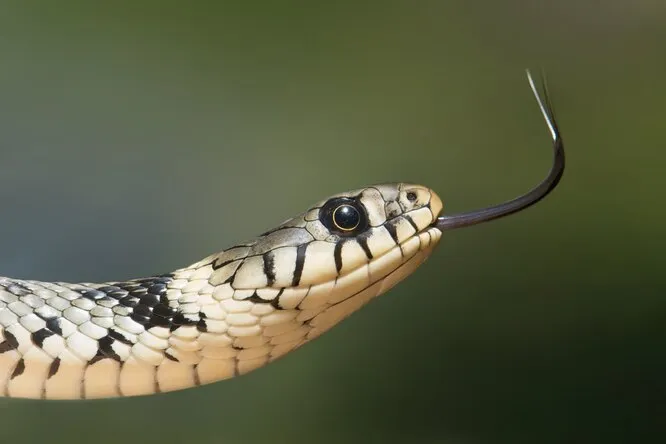 Сонник: к чему снится укус змеи