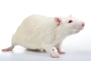 Белая домашняя крыса