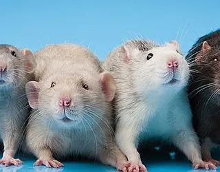 Мыши и крысы - в современных сонниках