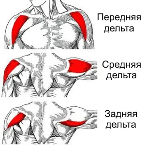 мышцы плеч