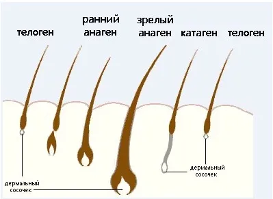 Фазы жизни волоса