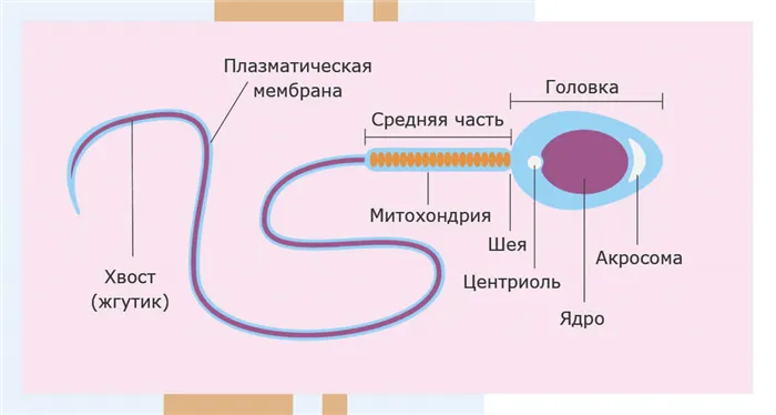 Строение сперматозоида