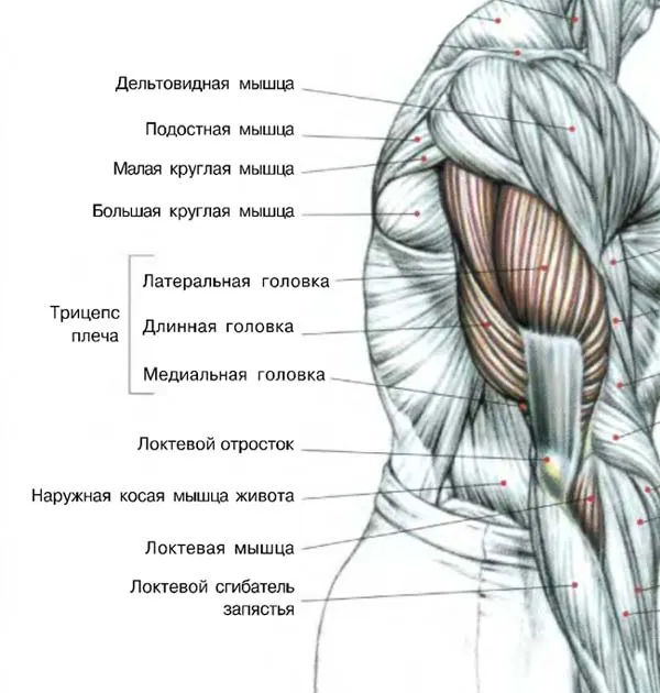 Анатомия трицепса