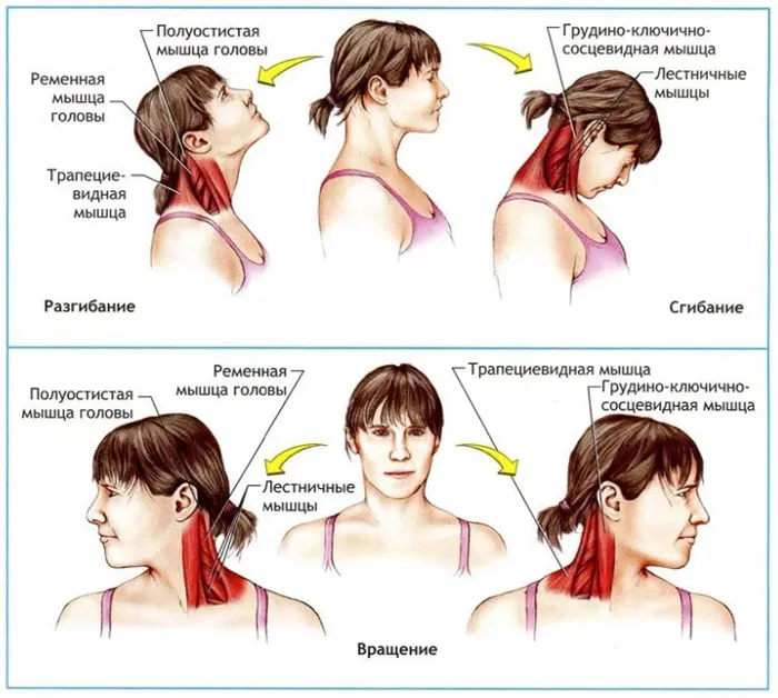 Растяжка мышц шеи