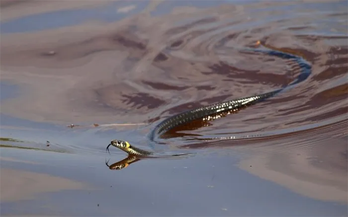 сонник змеи в воде