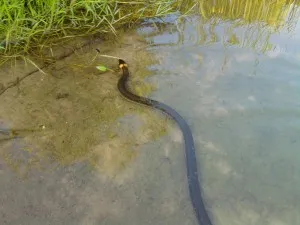 приснились змеи в воде