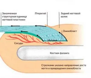 строение ногтя