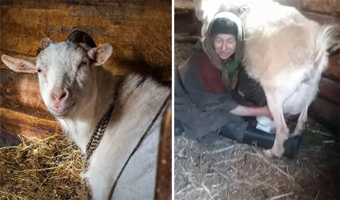 Агафья Лыкова и её коза