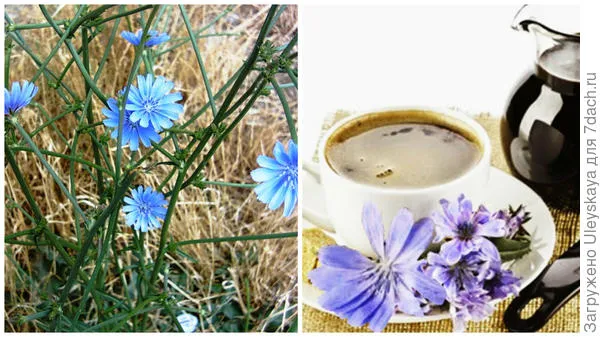 Цикорий обыкновенный и суррогат кофе из цикория, фото сайта kulinariya.lichnorastu.ru