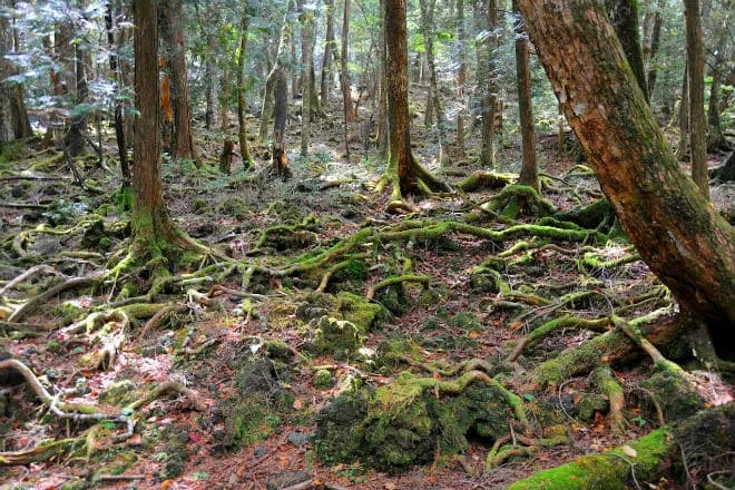 Что такое лес Аокигахара?