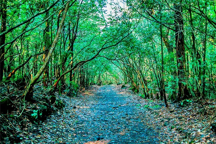 Вид на лес Аокигахара с фуникулера