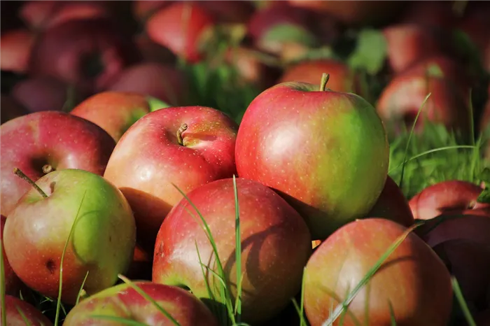 Сколько яблок можно съедать в день и, что будет, если есть их каждый день