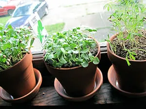 Выращивание зелени на подоконнике