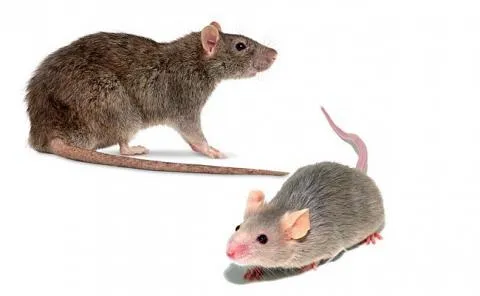 Несмотря на внешнее сходство, крысы и мыши являются врагами и прямыми конкурентами. Поэтому на одной территории эти грызуны никогда жить не будут