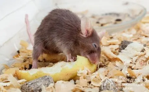 Вопреки распространенному стереотипу, мышки – животные всеядные, и сыр не является их самым любимым лакомством