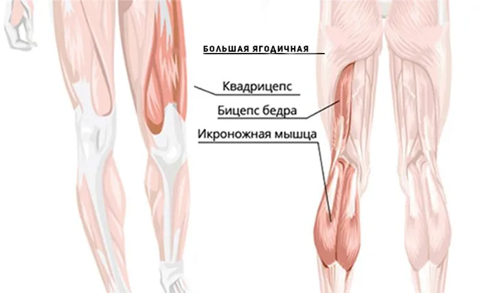 мышцы ног