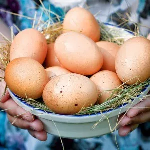 Преимущества куриных яиц для организма