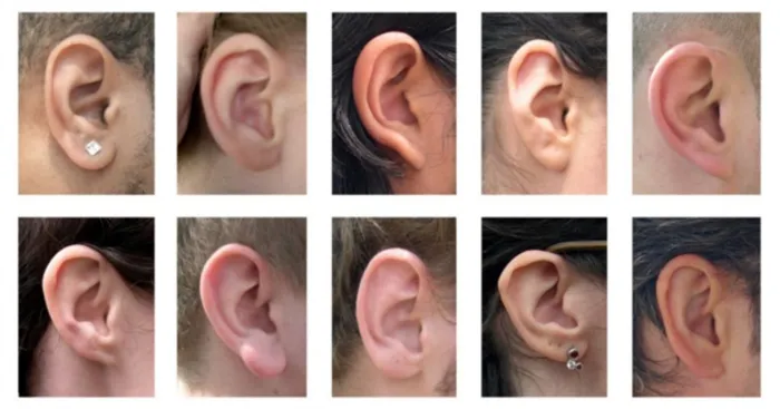 разные формы ушей