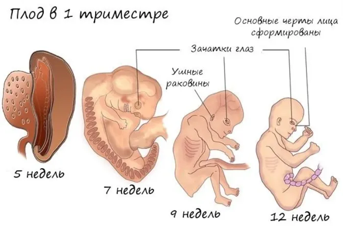 1 триместр беременности