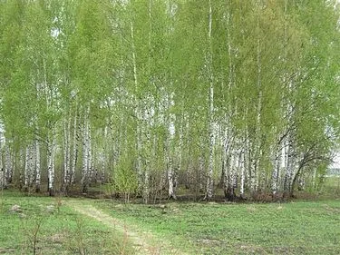 березовый сок в искусстве