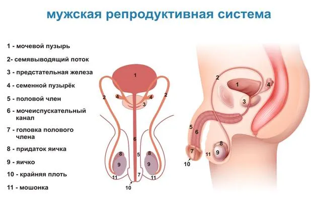 Гормоны, регулирующие работу мужской репродуктивной системы