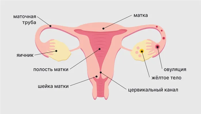 Гормональная регуляция менструального цикла