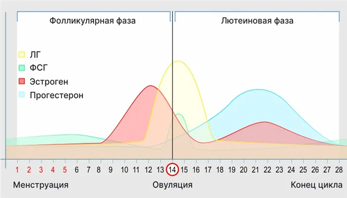 Фазы менструального цикла