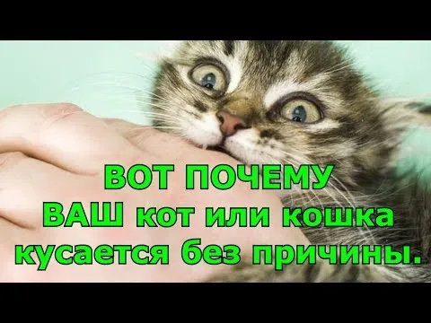 Узнайте, почему ваша кошка или кот кусаются без причины.